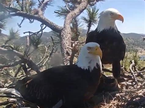 How to watch beloved Big Bear bald eagles hatch their chicks