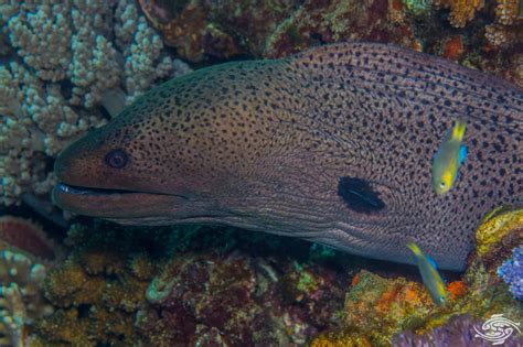 Giant Moray Eel-Facts and Photographs | Seaunseen