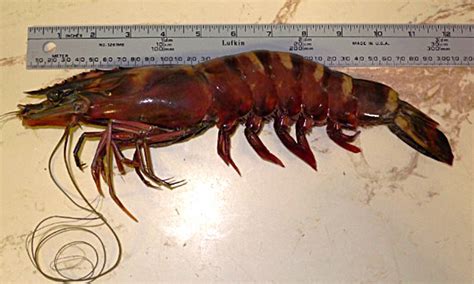 Giant cannibal shrimp that can grow up to 13 INCHES long invade waters ...