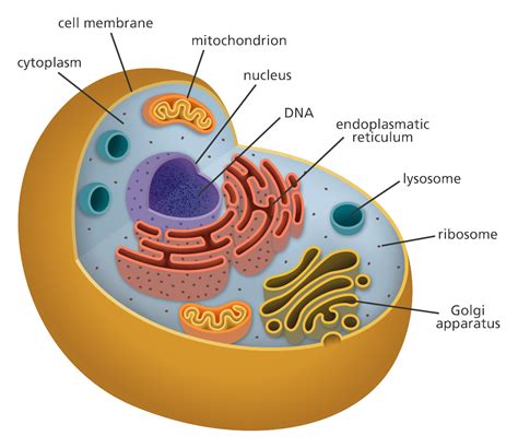 Human Cell Diagram And Function