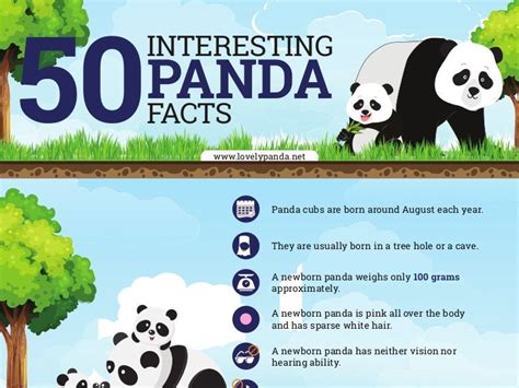 50 Interesting Panda Facts