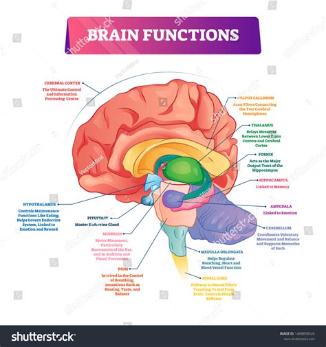 Human Brain Anatomy Regions Labeled Educational Ubuy Nepal | lupon.gov.ph