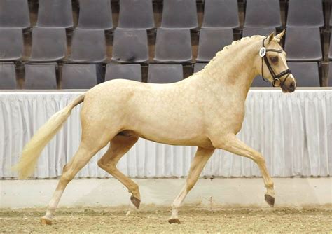 Pin by Cathy Martinez on Horse: Palomino | Horses, Dressage horses ...