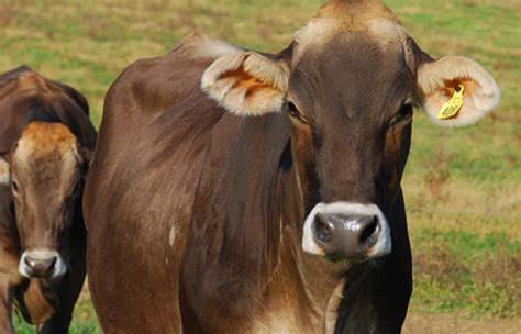 Brown Swiss Dairy Cow | American Dairy Association NE