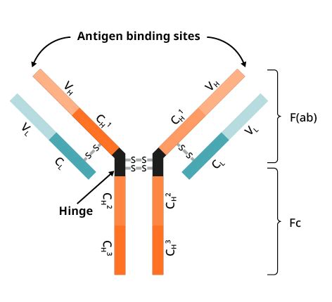 Guide to Antibody structure and isotypes | Abcam