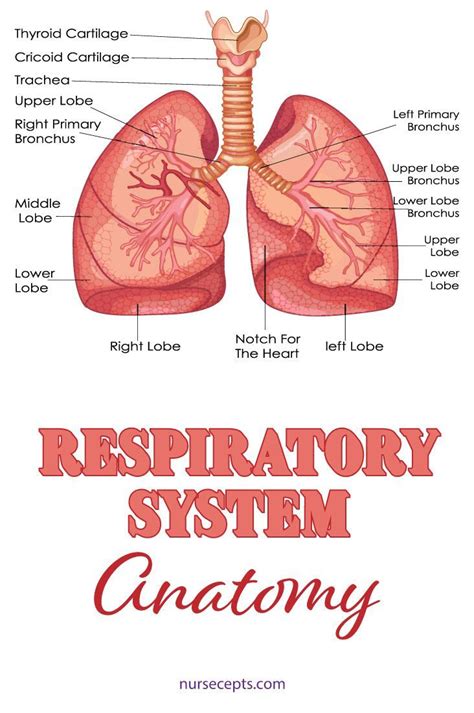 9 Facts About The Respiratory System Nursing Students Should Know ...