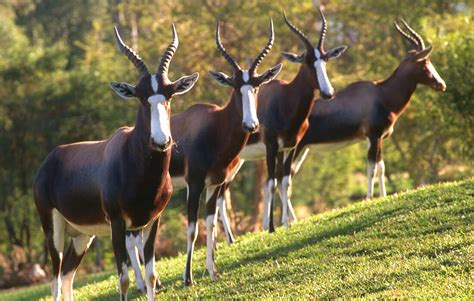 Bontebok | San Diego Zoo Animals & Plants