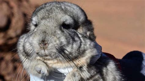 In Chile, 25 Rare Chinchillas Are Sitting on Top of 3.5 Million Ounces ...