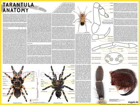 Tarantula Anatomy Poster (v1.0) | This project started over … | Flickr