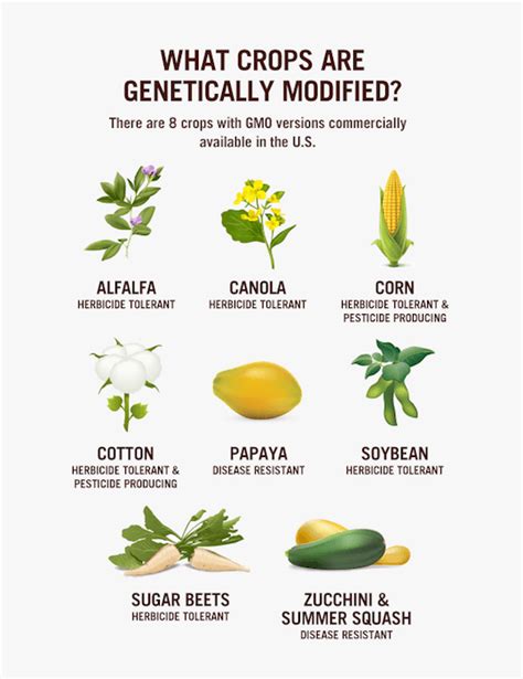 GMO Là Gì? Hiểu Về Thực Phẩm Biến Đổi Gene GMO