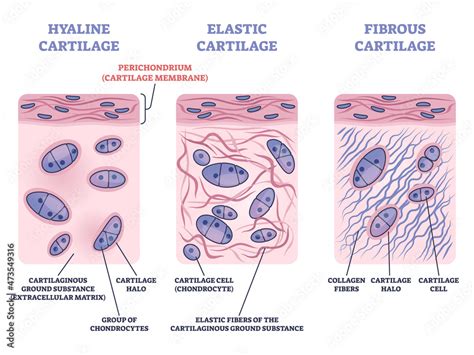 Types Of Cartilage Tissue