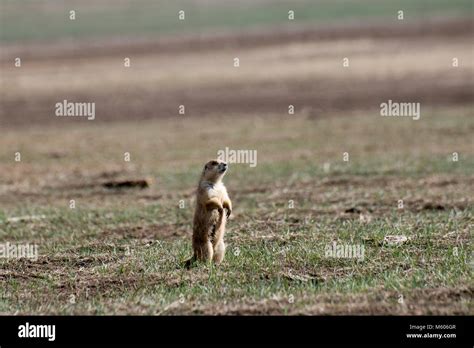 South Dakota. Badlands National Park. Black-tailed prairie dog ...