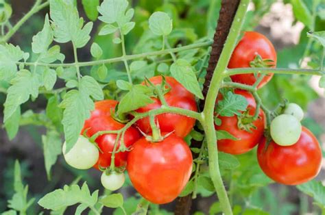 DIY How to Grow Tomatoes From Seeds – 7 Essential Pro Tips Revealed ...