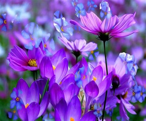 Purple Crocus Wallpaper - Download to your mobile from PHONEKY