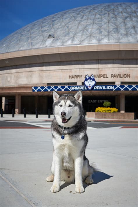 UConn Mascot Jonathan XIV undergoes surgery, taking break from duties