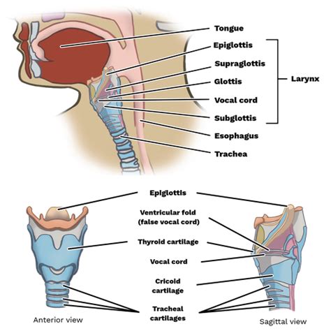 Larynx - Labster