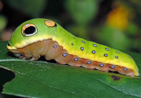 Maryland Biodiversity Project - Spicebush Swallowtail (Pterourus troilus)