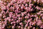 Pruning Indian Hawthorns - When And How To Prune An Indian Hawthorn