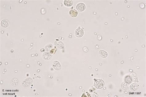 Endolimax Nana Life Cycle