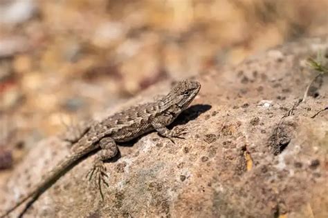 Eastern Fence Lizard - Facts, Size, Diet, Pictures - All Animal Facts