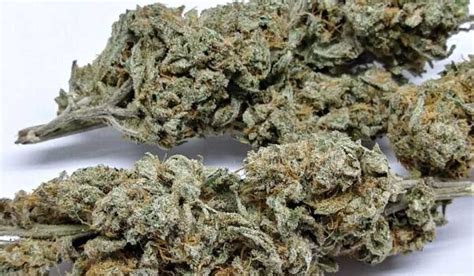 Blueberry Cookies Cannabis Strain Information & Review