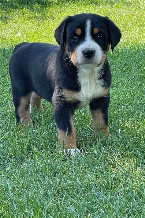 Top 132 Best Greater Swiss Mountain Dog Names