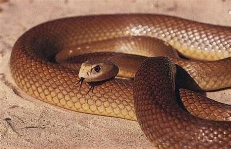 Most Venomous Snake : Inland Taipan | Facts | Pinterest | Inland taipan ...