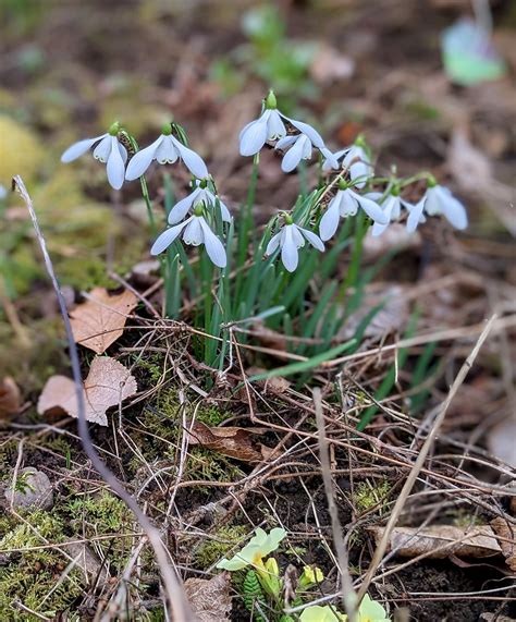 Snowdrops, my garden | Snowdrops, my garden | piningforthewest | Flickr