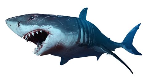 Cartoon Shark Png Transparent Images Free Download Shark Cartoon Png