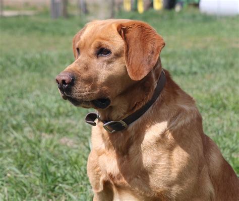 Legacy Lab Kennels: Red