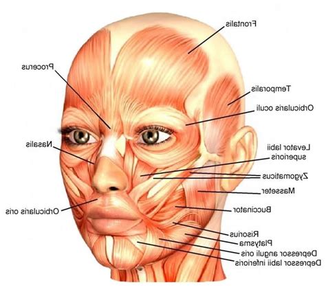 Face muscles anatomy, Face anatomy, Human anatomy drawing