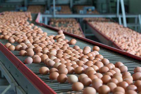 A Comprehensive Guide to Better Layer (Egg) Production and Management ...