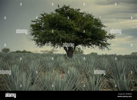 Beautiful agave field for Tequila production under a cloudy sky in ...