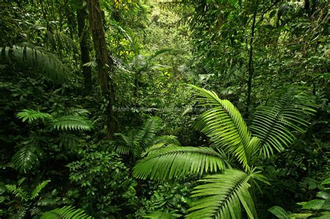 Dense Tropical Rain Forest, Costa Rica - Matt Tilghman Photography