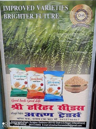 Hybrid 1105 Wheat seeds, For Agriculture at Rs 29.50/kg in Unnao | ID ...