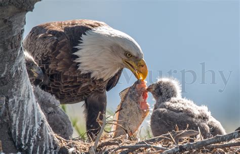 Bald Eagle Chicks Insect – Tom Murphy Photography