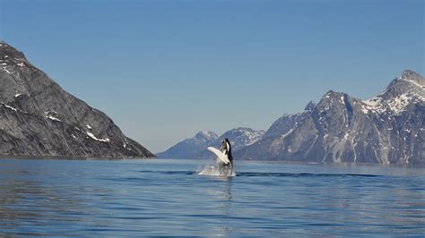 Go on a whale safari | See whales in Greenland | Air Greenland COM