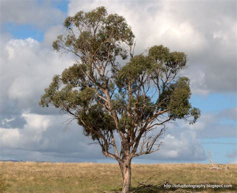 Eucalyptus Tree | Our Country's Good – Research