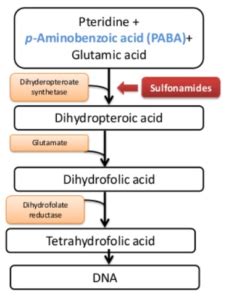 Sulfonamide - BioPharma Notes