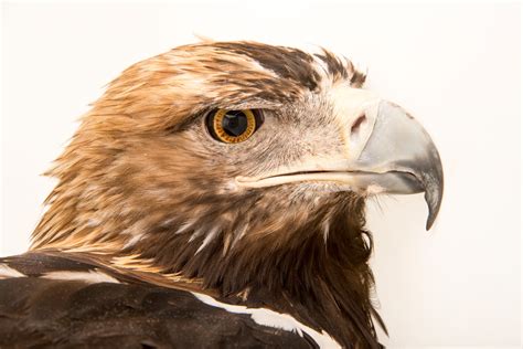 Spanish Imperial Eagle | RARE: Creatures of the Photo Ark | Official ...