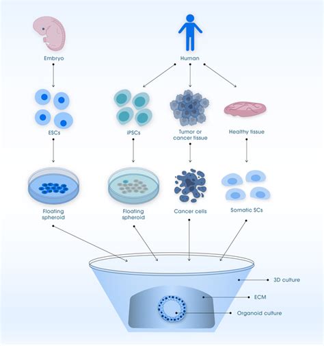 An Introduction to Organoids, Organoid Creation, Culture and ...