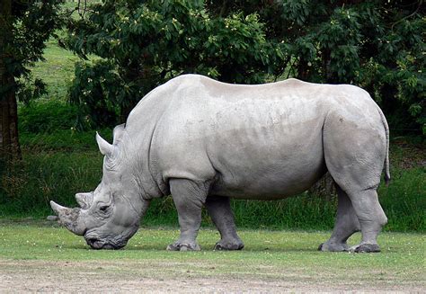 White Rhinoceros | The white rhinoceros or square-lipped rhi… | Flickr