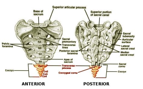 [Figure, Coccyx and Sacrum Image courtesy S Bhimji MD] - StatPearls ...