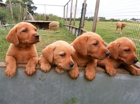 Fox Red Lab Puppies. Awww! I have never seen this color of Lab before ...