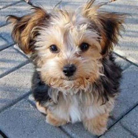 The 28 Cutest Mixed Breed Pups That Will Melt Your Heart | Yorkie ...