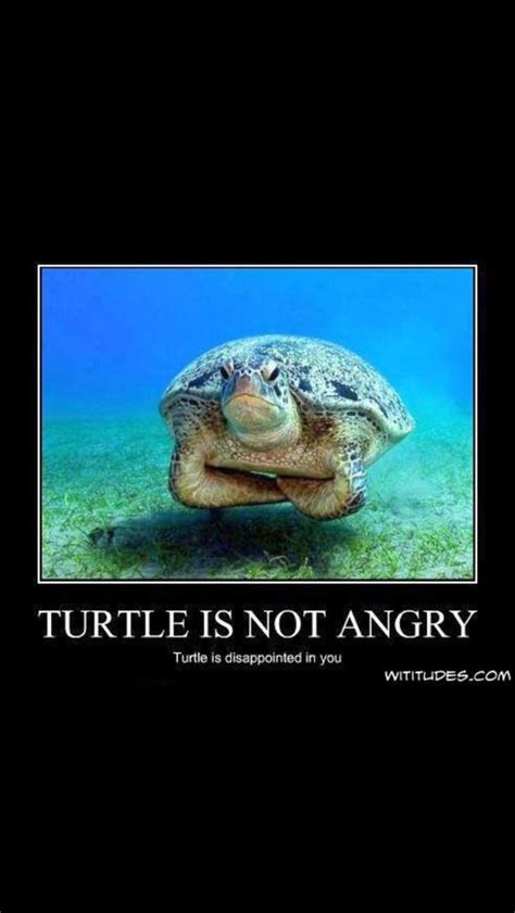 30+ Hilarious Turtle Memes That Will Make Your Day Brighter!