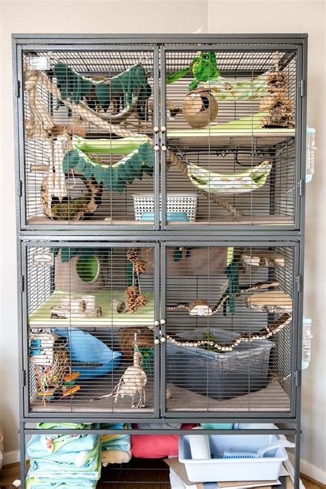 Critter Nation Jungle Theme | Ferret cage, Pet cage, Pet rats