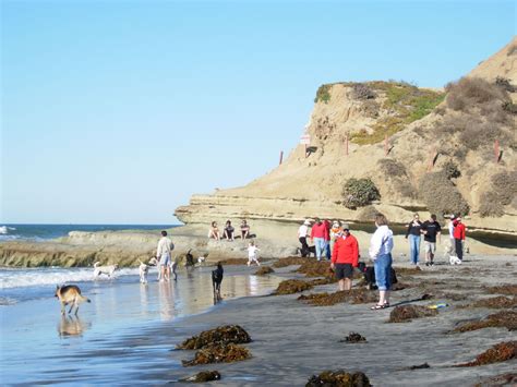 Dog beach in Del Mar, California | Dog beach, Big waves, Del mar