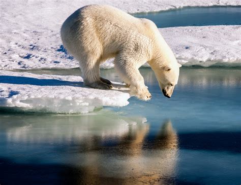 How do polar bears get traction on ice? - Earth.com