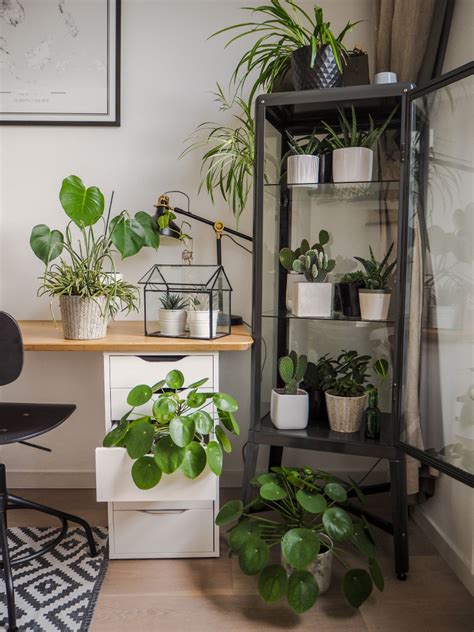 Unkillable Plants: Hearty Options for Your Home Office - Plantscapers